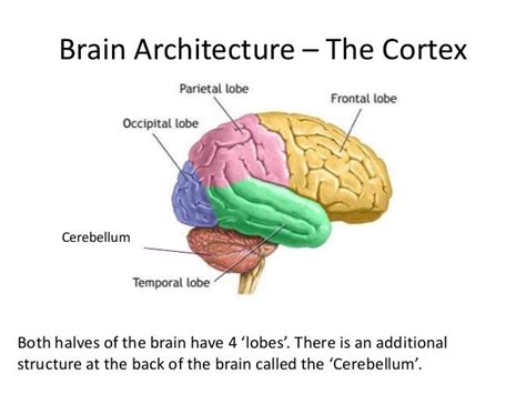 The Architecture of the Brain.